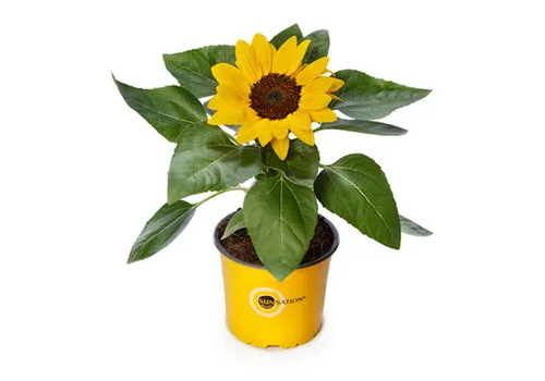 Junai.nl Helianthus 'Sunsation' potzonnebloem | 13 cm pot | 30 cm hoog