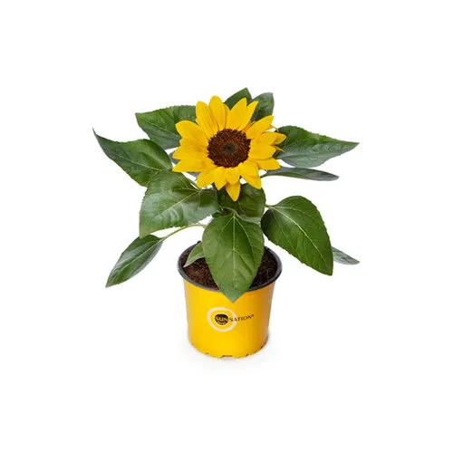 Junai.nl Helianthus 'Sunsation' potzonnebloem | 13 cm pot | 30 cm hoog