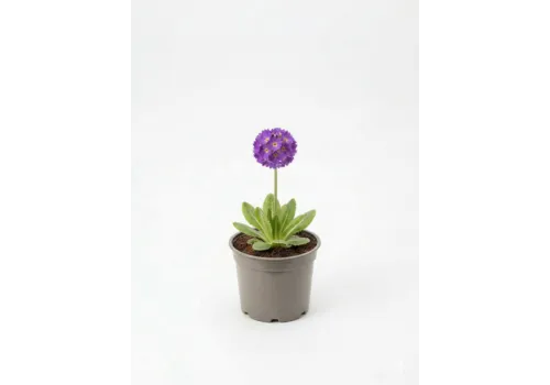 Junai.nl Primula denticulata | 14 cm pot | 25 cm hoog