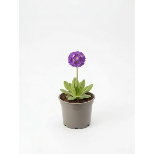 Junai.nl Primula denticulata | 14 cm pot | 25 cm hoog
