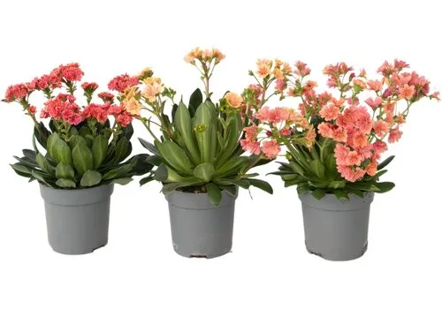 Junai.nl Lewisia cotyledon 'Mountain Dreams' | bitterkruid mix | pot 10 cm | ca. 20 cm hoog | per stuk