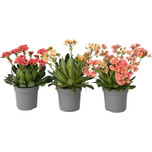 Junavera Lewisia cotyledon 'Mountain Dreams' | bitterkruid mix | pot 10 cm | ca. 20 cm hoog | per stuk