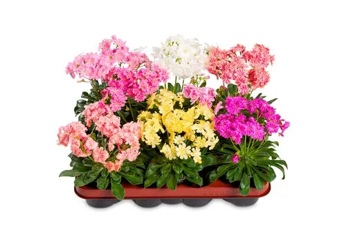 Junai.nl Lewisia cotyledon 'Happy' | Bitterkruid | Pot 12 cm | 21 cm hoog | Mix kleuren | per stuk