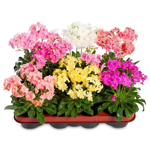 Junai.nl Lewisia cotyledon 'Happy' | Bitterkruid | Pot 12 cm | 21 cm hoog | Mix kleuren | per stuk