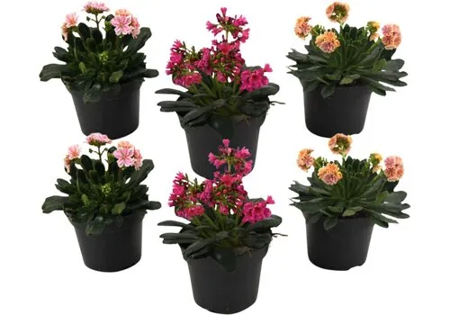 Junai.nl Lewisia cotyledon | Bitterkruid diverse kleuren | 13 cm pot | 21 cm hoog | per stuk