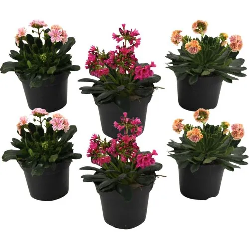 Junai.nl Lewisia cotyledon | Bitterkruid diverse kleuren | 13 cm pot | 21 cm hoog | per stuk