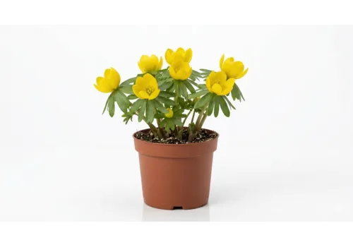 Junai.nl Eranthis hyemalis | winterakoniet | 9 cm pot | 12 cm hoog