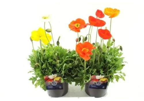 Junai.nl IJslandse papaver | Papaver nudicaule diverse kleuren | 12 cm pot | 28 cm hoog | per stuk