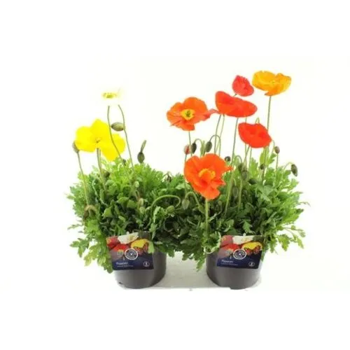 Junai.nl IJslandse papaver | Papaver nudicaule diverse kleuren | 12 cm pot | 28 cm hoog | per stuk