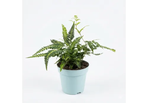 Junai.nl Arachniodes aristata Variegata | 10 cm pot | ca. 20 cm hoog