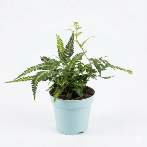 Junai.nl Arachniodes aristata Variegata | 10 cm pot | ca. 20 cm hoog