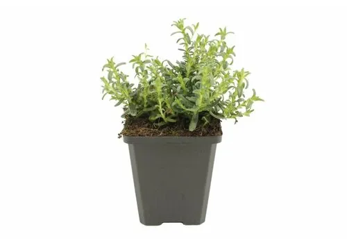 Junai.nl Glandora diffusa | 10 cm pot | 15 cm hoog