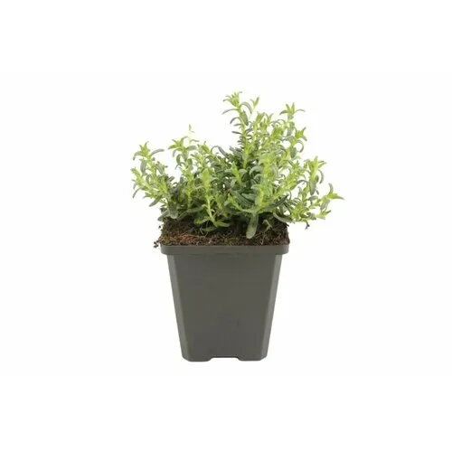 Junai.nl Glandora diffusa | 10 cm pot | 15 cm hoog