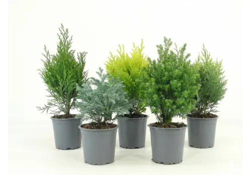Junai.nl Coniferen | 9 cm pot | 20 cm hoog