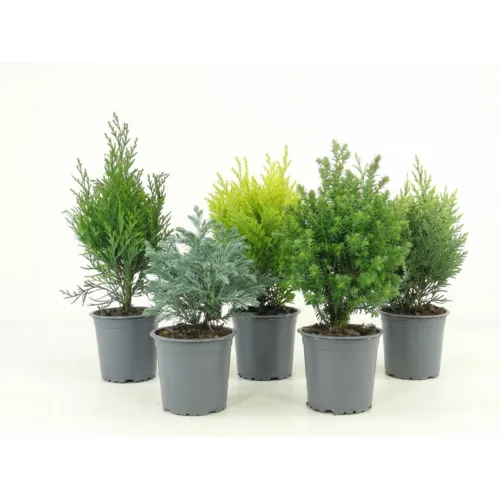 Junavera Coniferen | 9 cm pot | 20 cm hoog