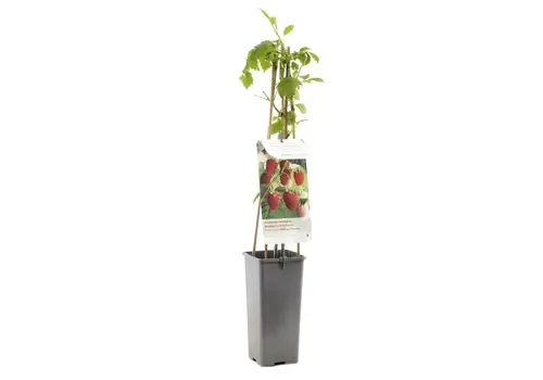 Junai.nl Rubus idaeus 'Malling Promise' | zomerframboos | 15 cm pot | 40 cm hoog