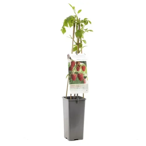 JUNAVERA Rubus idaeus 'Malling Promise' | zomerframboos | 15 cm pot | 40 cm hoog