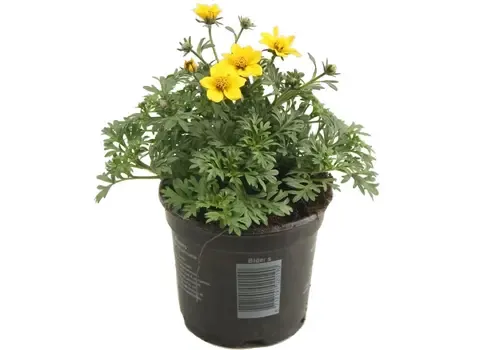 Junai.nl Bidens ferulifolia | tandzaad geel | 10 cm pot | 15 cm hoog