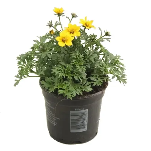 Junai.nl Bidens ferulifolia | tandzaad geel | 10 cm pot | 15 cm hoog
