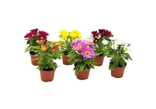 JUNAVERA Chrysant gemengde kleuren | 9 cm pot | 22 cm hoog | per stuk