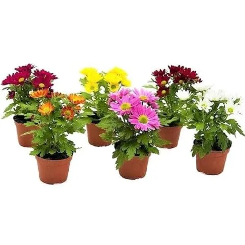 JUNAVERA Chrysant gemengde kleuren | 9 cm pot | 22 cm hoog | per stuk
