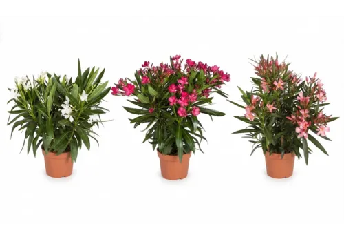Junavera Nerium oleander | 13 cm pot | 40 cm hoog | per stuk