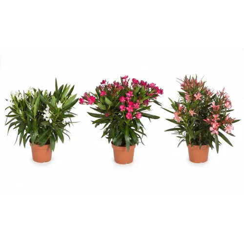 Junavera Nerium oleander | 13 cm pot | 40 cm hoog | per stuk