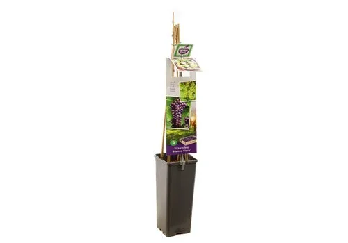 JUNAVERA Druivenplant Vitis vinifera Boskoop Glory | 11 cm pot | 60 cm