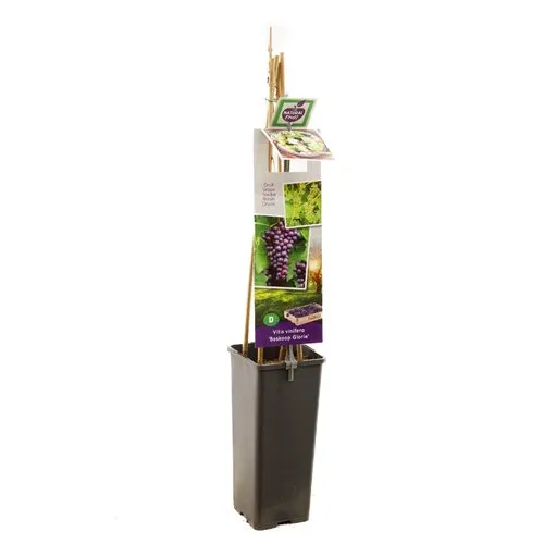 JUNAVERA Druivenplant Vitis vinifera Boskoop Glory | 11 cm pot | 60 cm