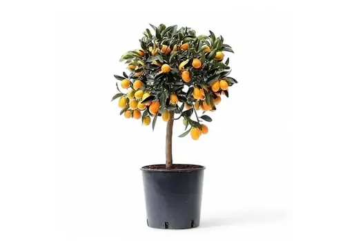 Junai.nl Fortunella obovata Citrus boom | pot 20 cm | 65 cm hoog