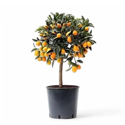 Junai.nl Fortunella obovata Citrus boom | pot 20 cm | 65 cm hoog