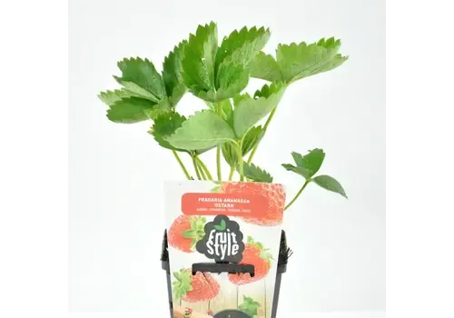 Junai.nl Aardbei 'Ostara' | 10 cm pot | 10 cm hoog bij levering