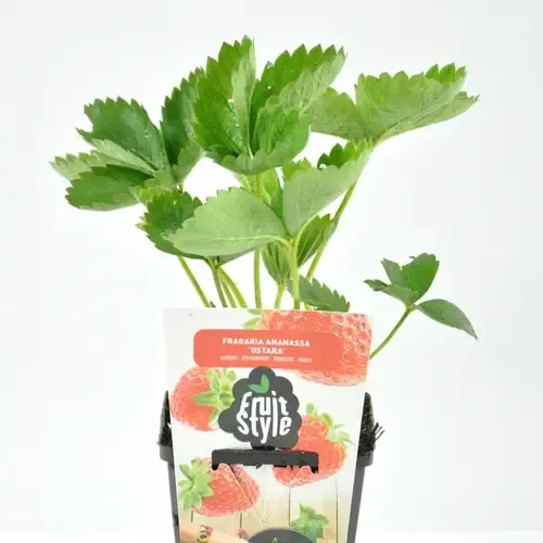 JUNAVERA Aardbei 'Ostara' | 10 cm pot | 10 cm hoog bij levering