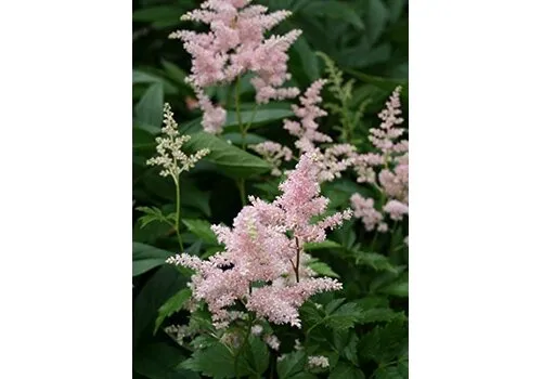 Junai.nl Pluimspirea | Astilbe gemengde kleuren | pot 15 cm | 30 cm hoog | per stuk