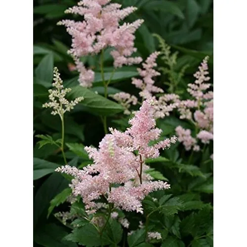 Junai.nl Pluimspirea | Astilbe gemengde kleuren | pot 15 cm | 30 cm hoog | per stuk