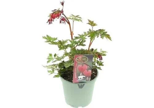 Junai.nl Dicentra | gebroken hartje | tranend hartje | pot 17 cm | 30 cm hoog