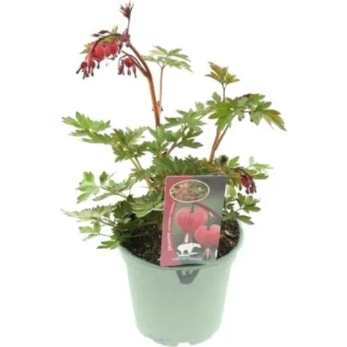 Junai.nl Dicentra | gebroken hartje | tranend hartje | pot 17 cm | 30 cm hoog