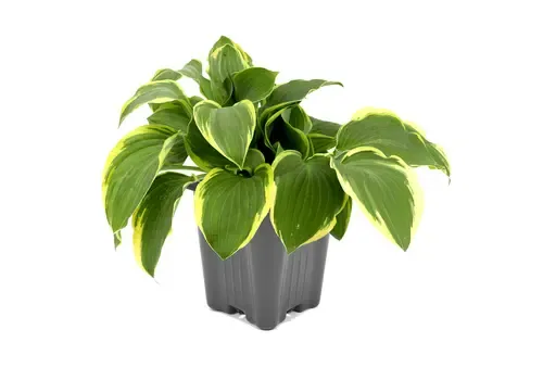 Junai.nl Hosta 'Twilight' | pot 15 cm | 25 cm hoog
