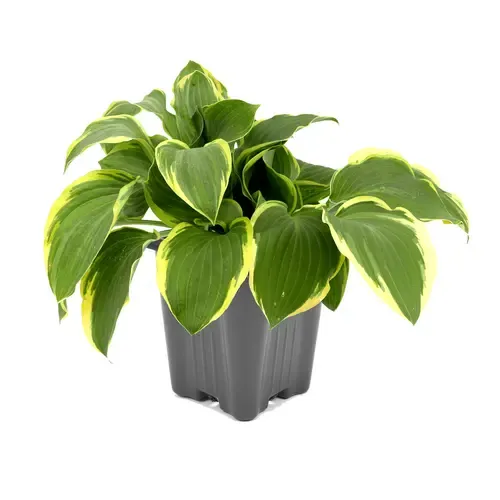 Junai.nl Hosta 'Twilight' | pot 15 cm | 25 cm hoog