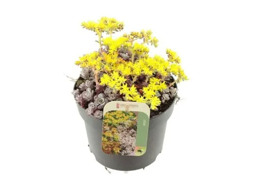 JUNAVERA Sedum Cape Blanco | pot 8 cm | 10 cm hoog