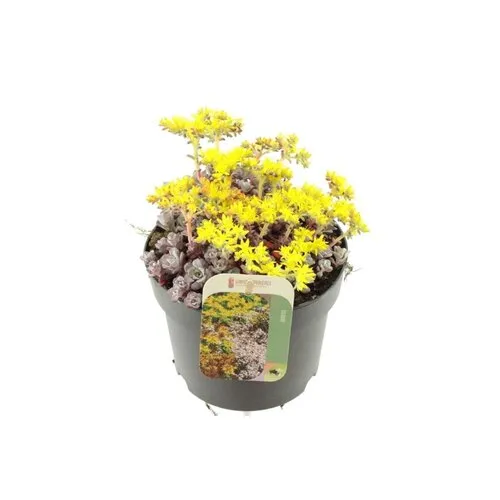 Junai.nl Sedum Cape Blanco | pot 8 cm | 10 cm hoog