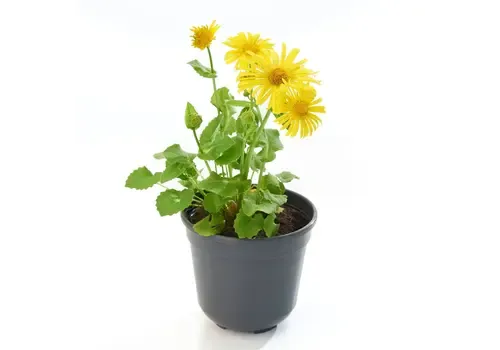 Junai.nl Doronicum orientale 'Leonardo Compact' | voorjaarszonnehoed | 10 cm pot | 30 cm hoog