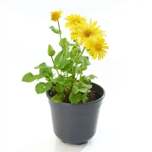 Junai.nl Doronicum orientale 'Leonardo Compact' | voorjaarszonnehoed | 10 cm pot | 30 cm hoog
