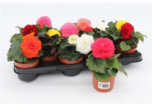 JUNAVERA Begonia tuberhybrida | 12 cm pot | 20 cm hoog | per stuk (mix)