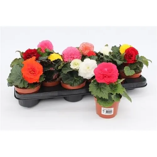JUNAVERA Begonia tuberhybrida | 12 cm pot | 20 cm hoog | per stuk (mix)