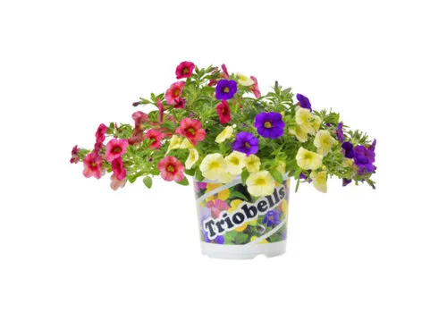 Junai.nl Calibrachoa Triobells mini petunia | 13 cm pot | 24 cm hoog | per stuk