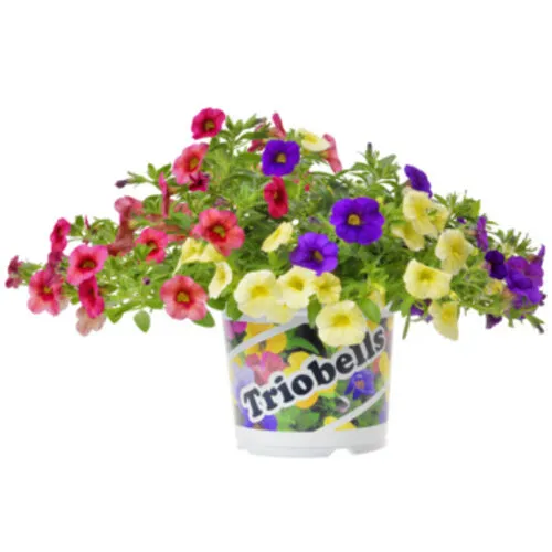 Junai.nl Calibrachoa Triobells mini petunia | 13 cm pot | 24 cm hoog | per stuk
