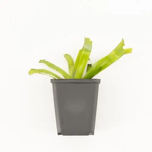 Moerings Vallisneria Giganthea Rubra |  In P9 Pot Geleverd in Beker