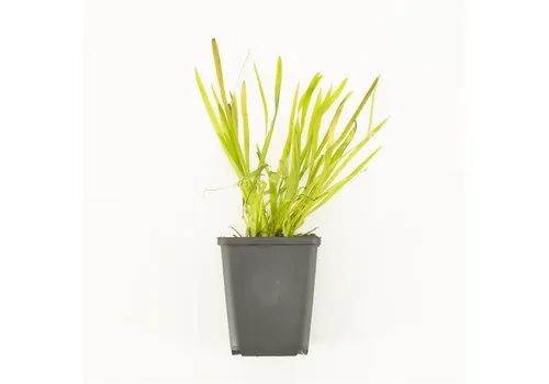 Moerings Vallisneria Spiralis | Rechte Vallisneria |  In P9 Pot Geleverd in Beker
