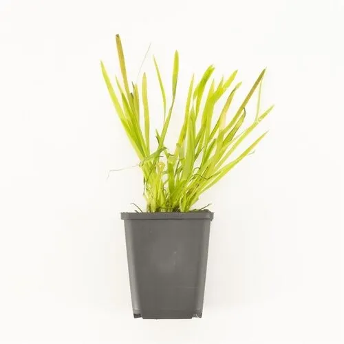 Moerings Vallisneria Spiralis | Rechte Vallisneria |  In P9 Pot Geleverd in Beker